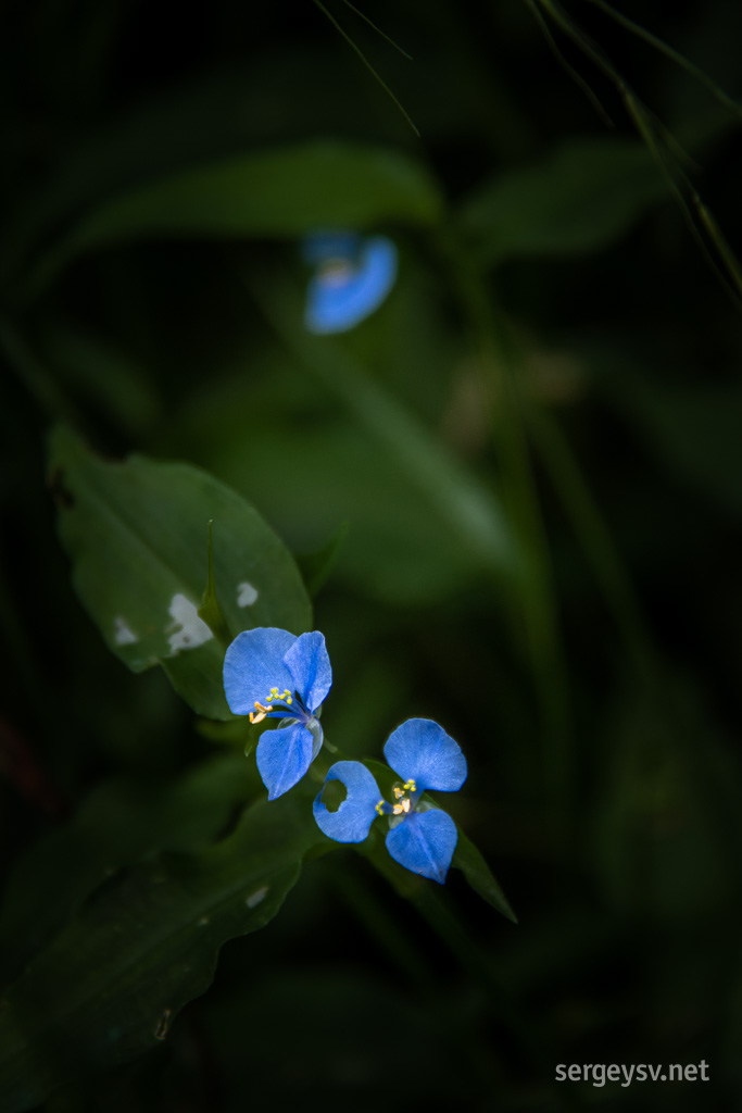Pretty blue flowers.
