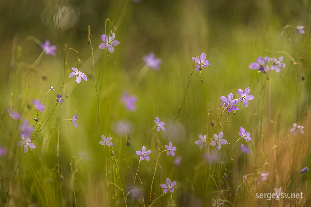 Local wildflowers.