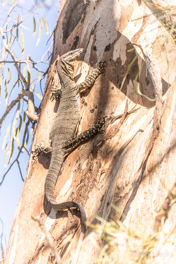 My big camping buddy: Wolfgang the Goanna.