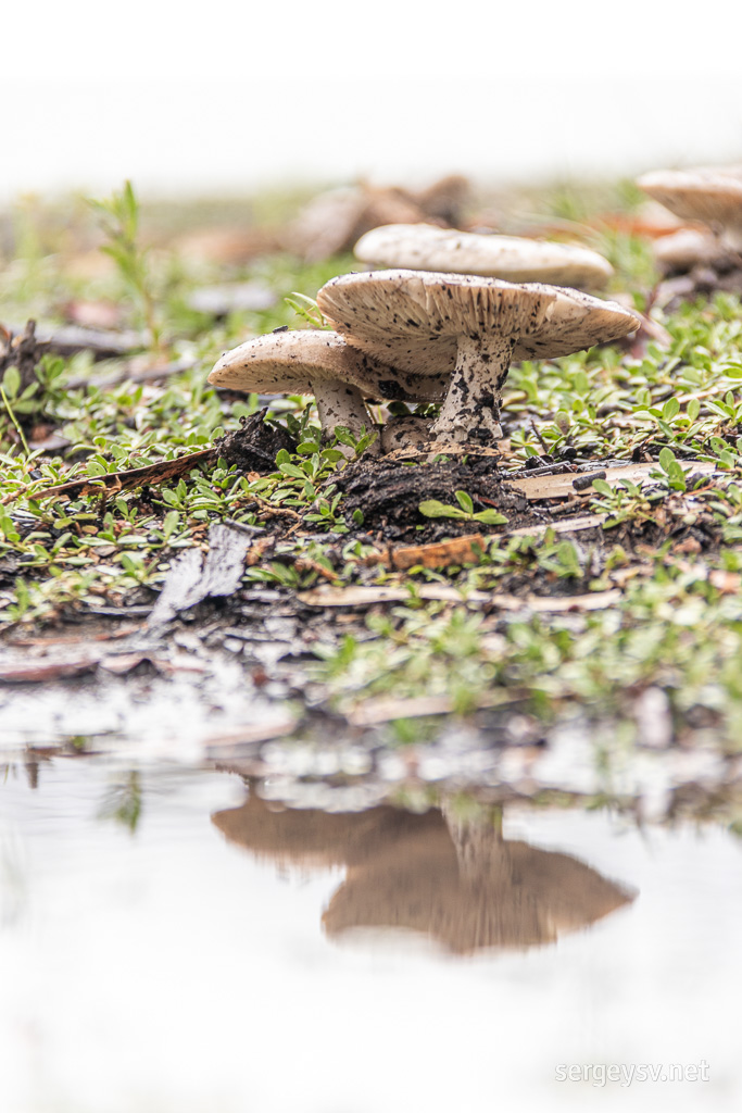 'Tis the mushroom season now.