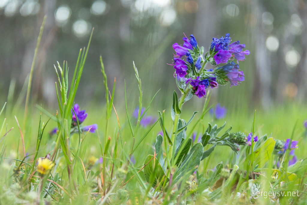 Cute little flowers nearby.