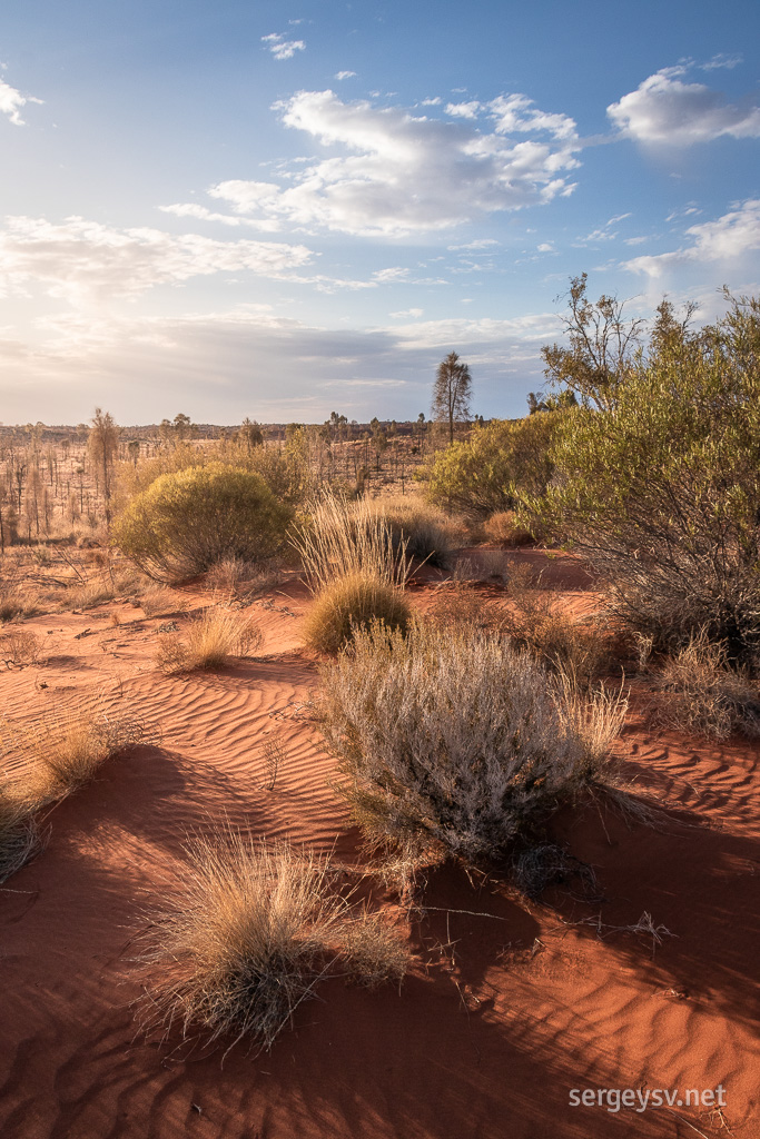 The desert tones.