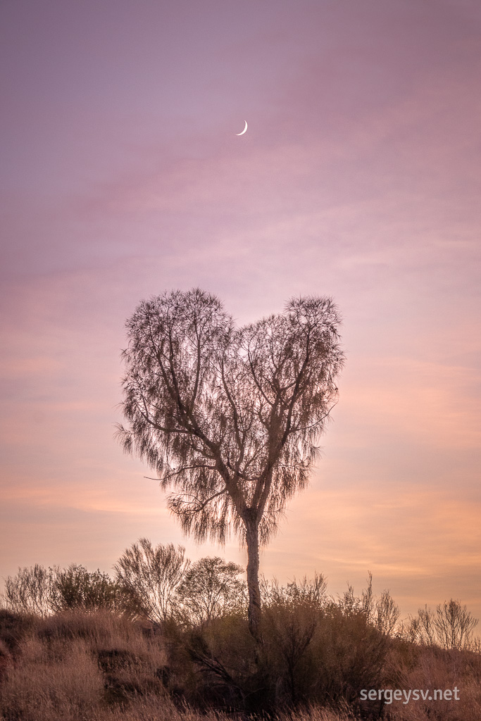 A heart tree and a crescent.