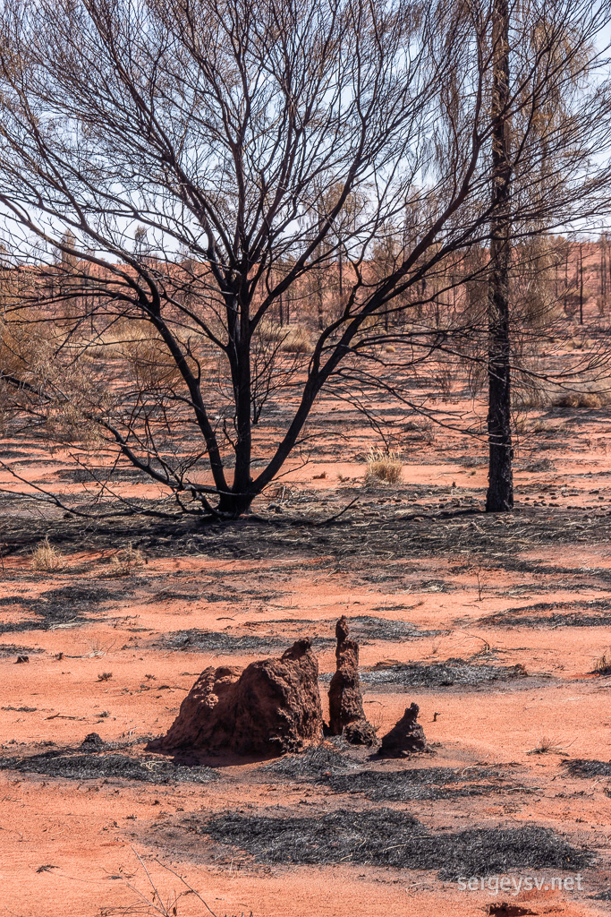 Luckily, the termite mounds survived.