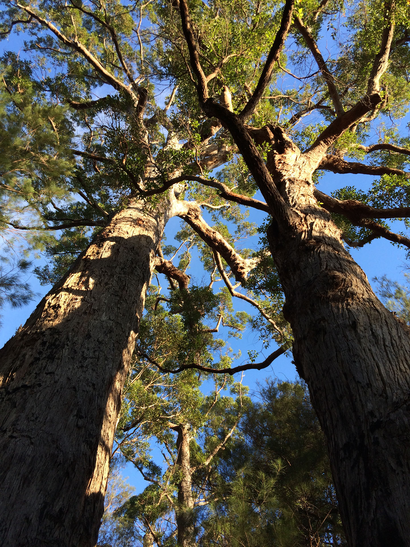 View from the ground is also quite spectacular.