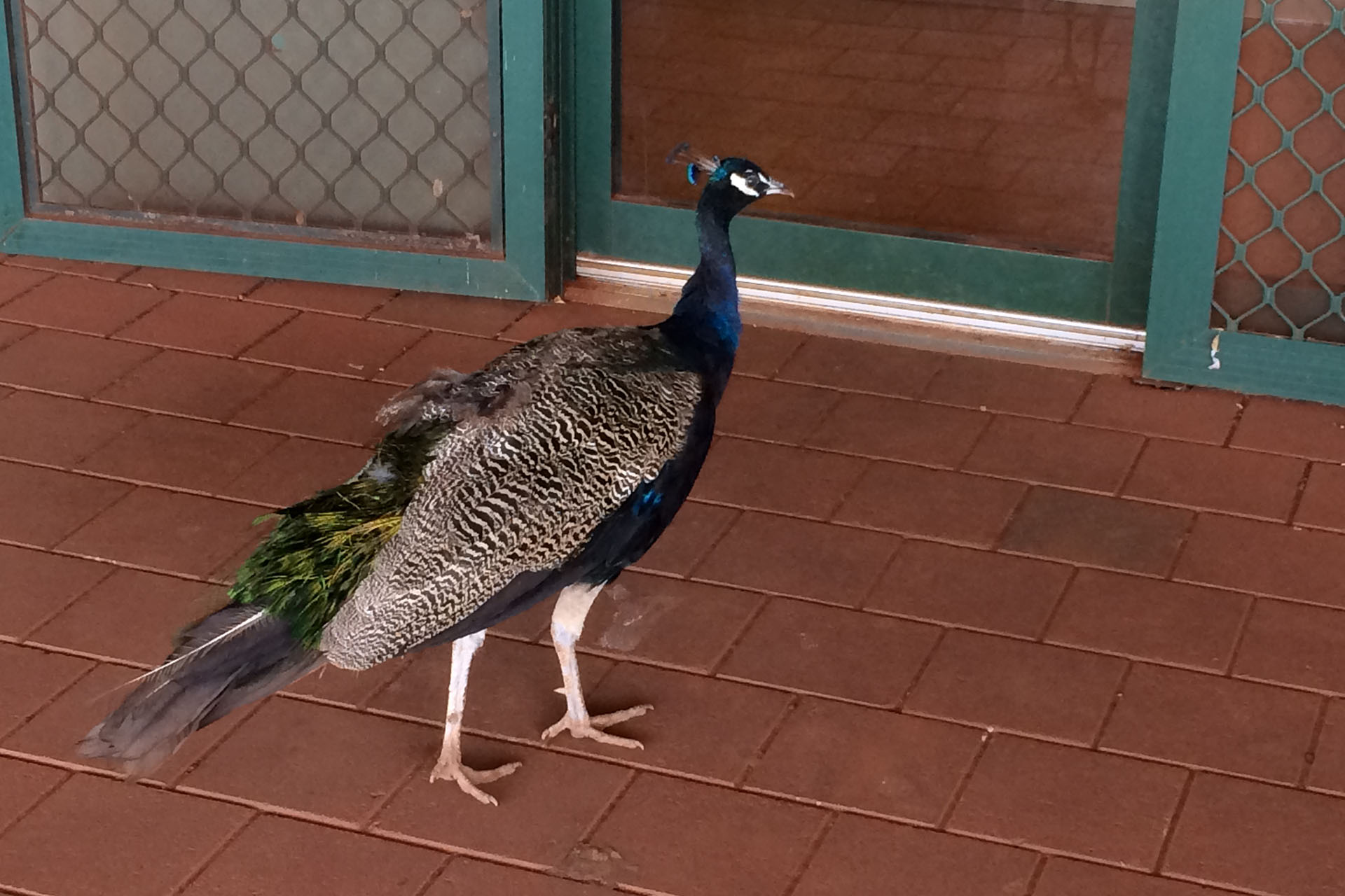 The peacock looks very much at home here.