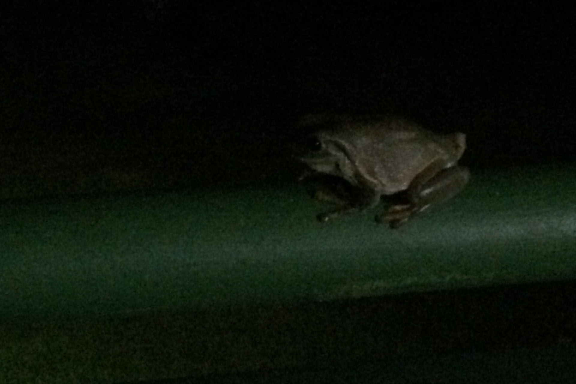 Наглая жаба (не ядовитая), размером примерно в пол-ладони.