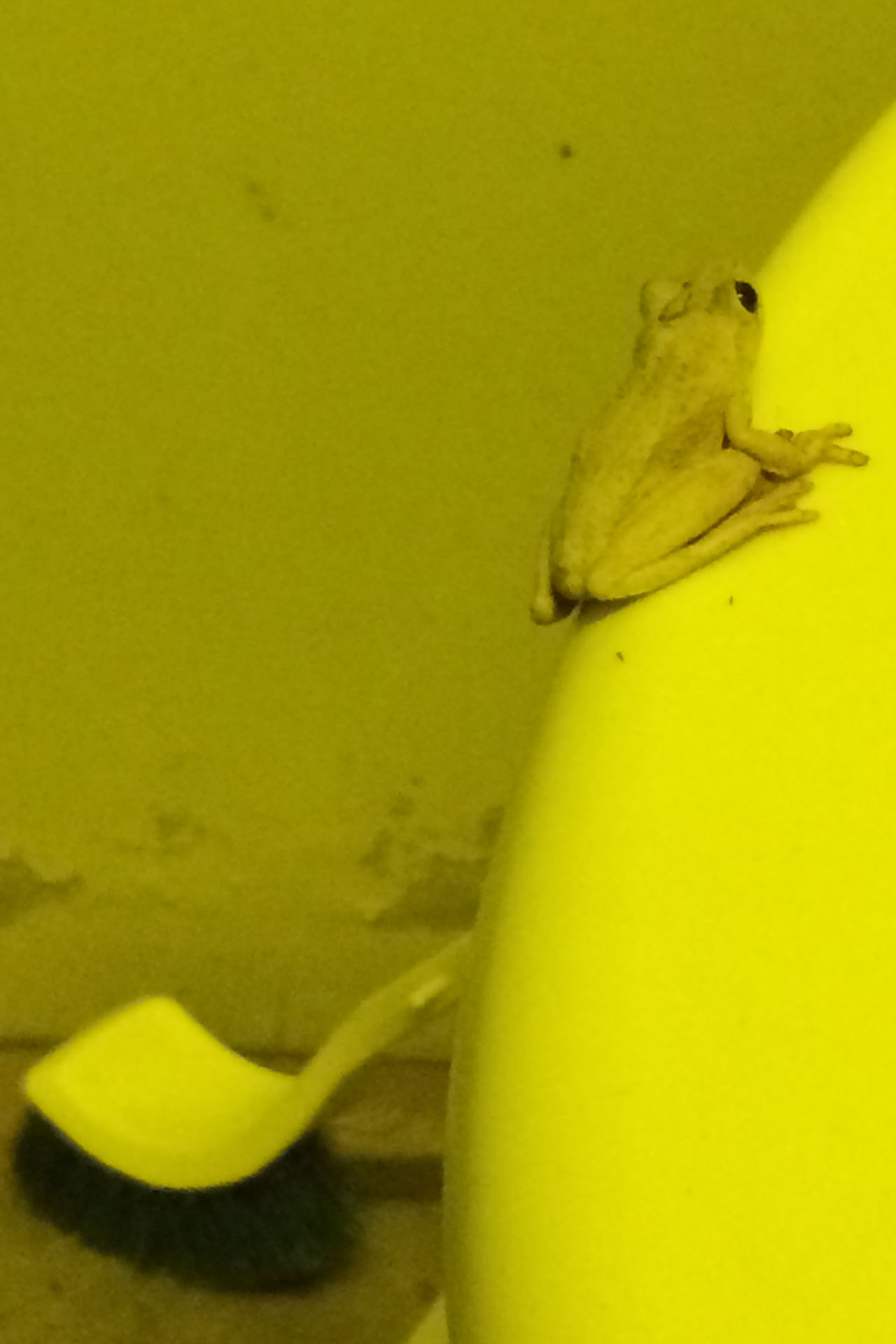 Toilet Frog One.