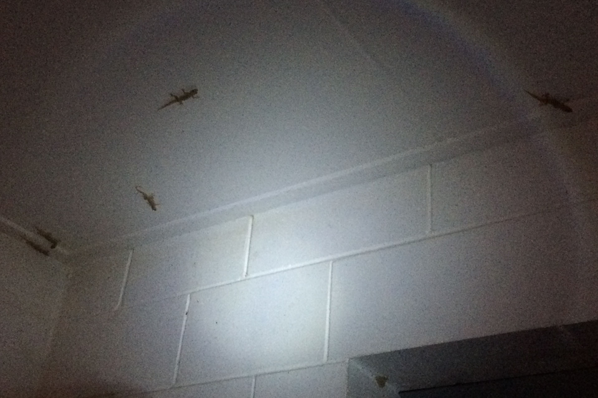 Ceiling geckos.