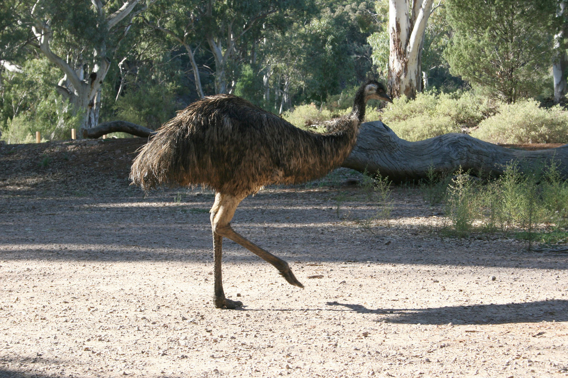 Emu, the park entrance sentinel.