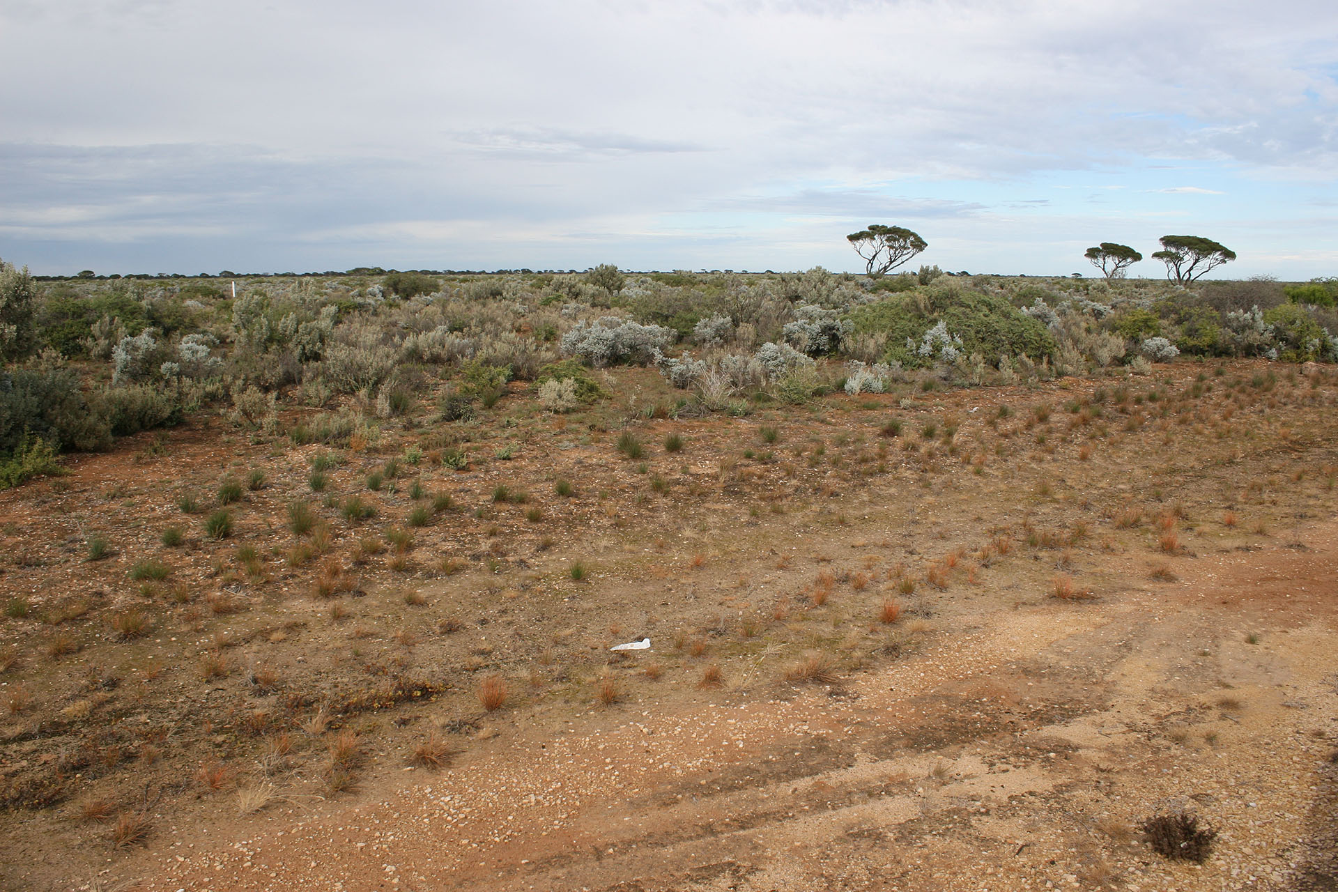 “No trees”, indeed.