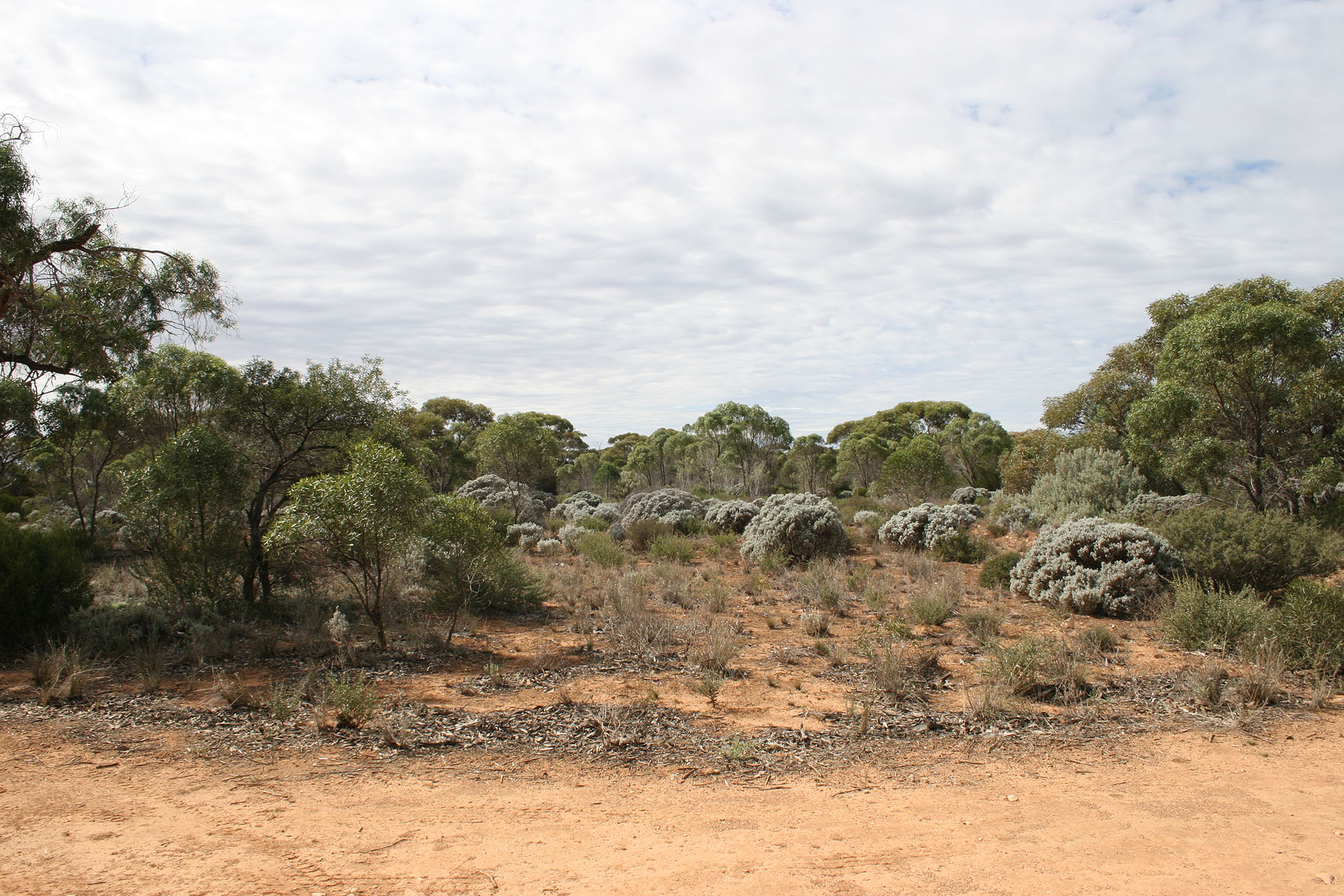 More trees on a “treeless plain”.