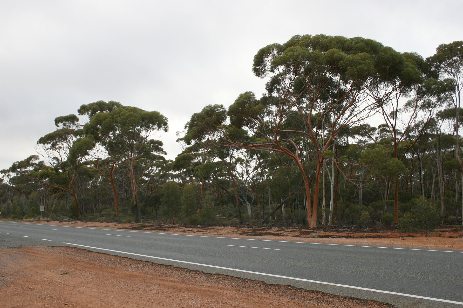 The local woodlands and the red gums.