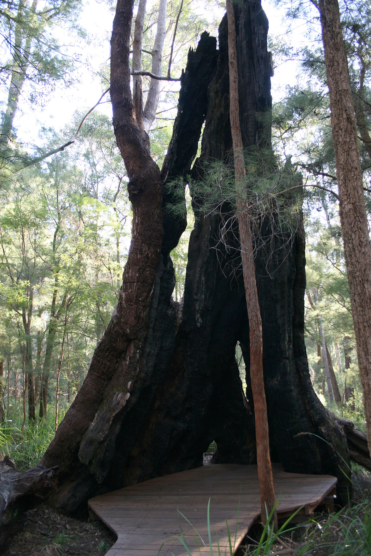 One of the local little stumps.