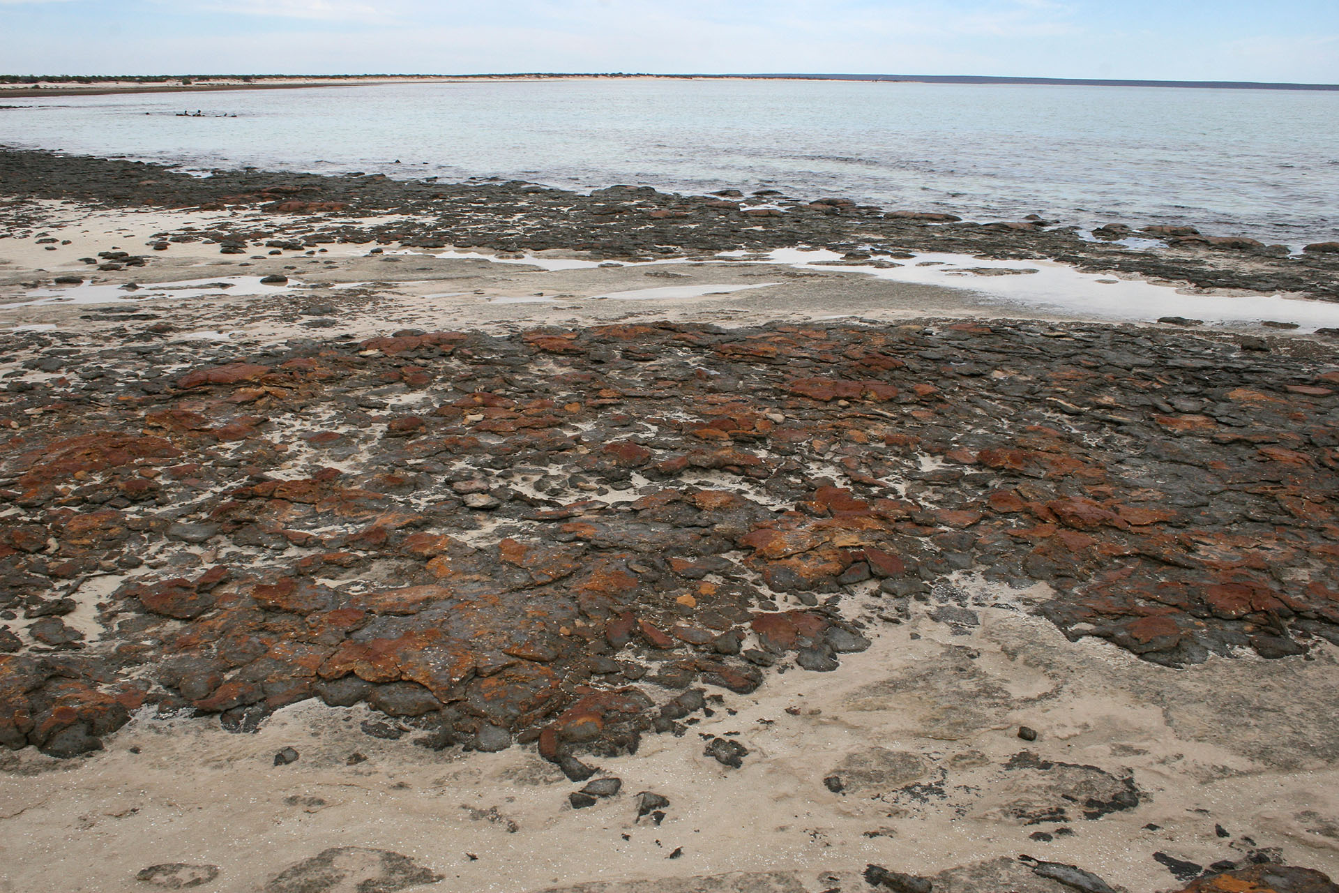 Stromatolites on the tidal coast.