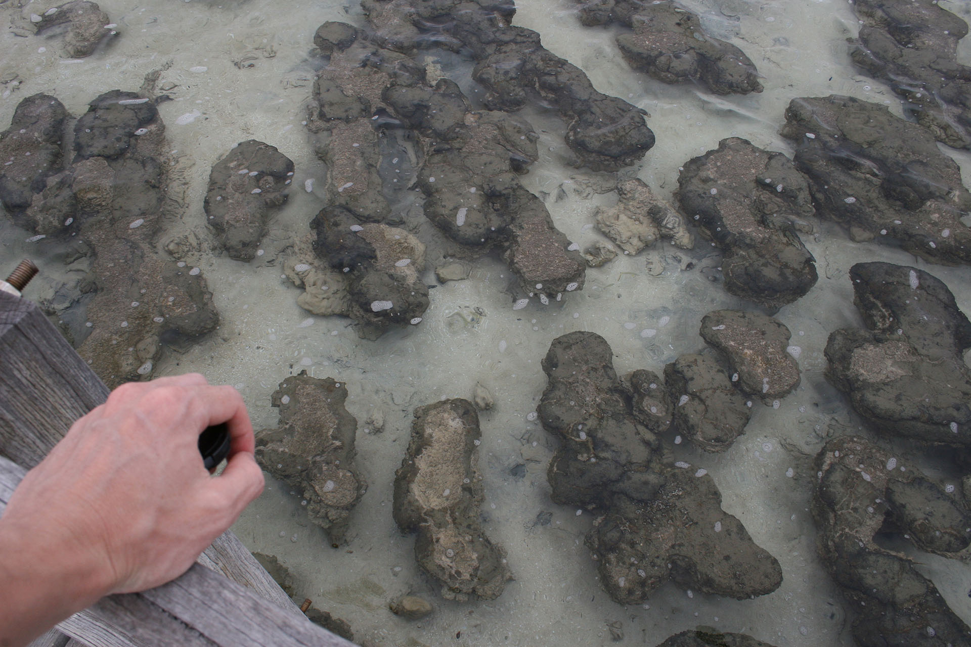 More stromatolites in the sea water.