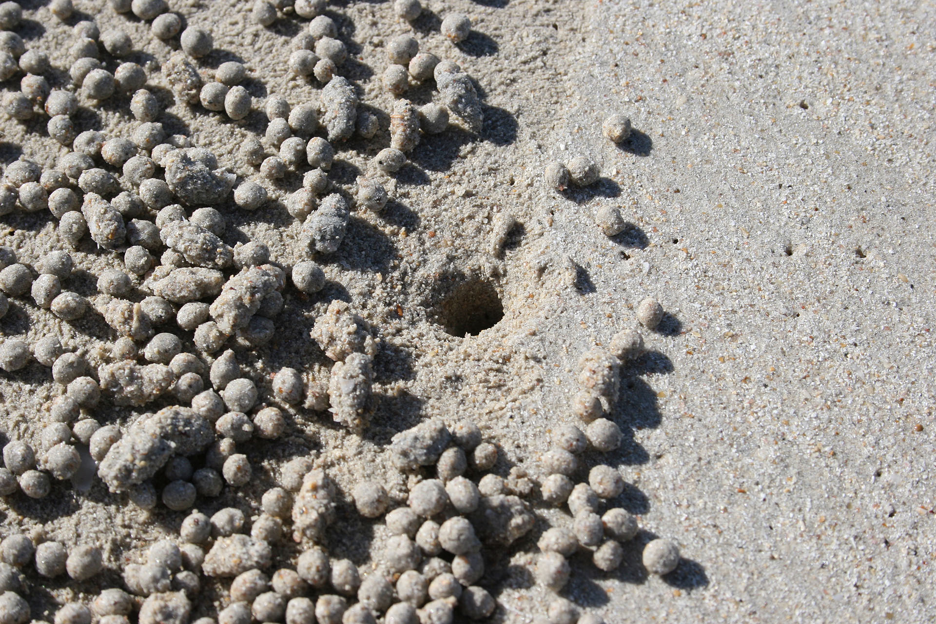 Нора микроскопического краба. Песочные шарики — остатки его обеда.