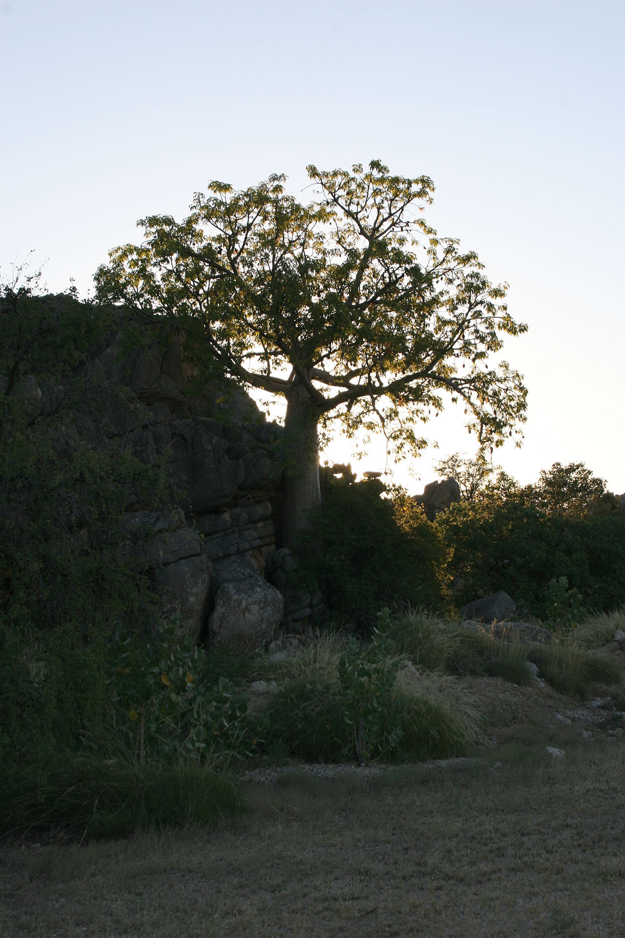 A proud boab during sunset.