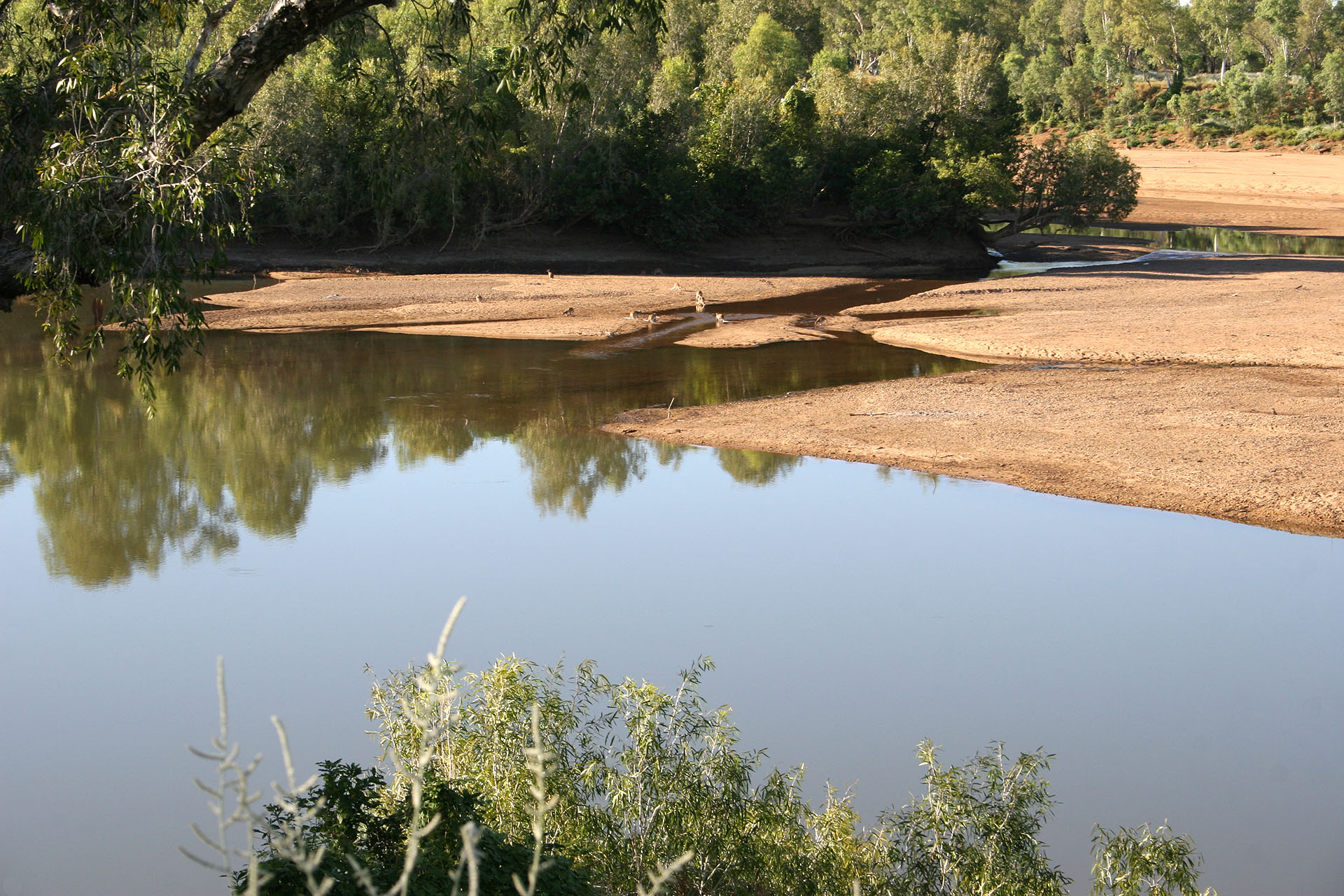 A kangaroo river party.