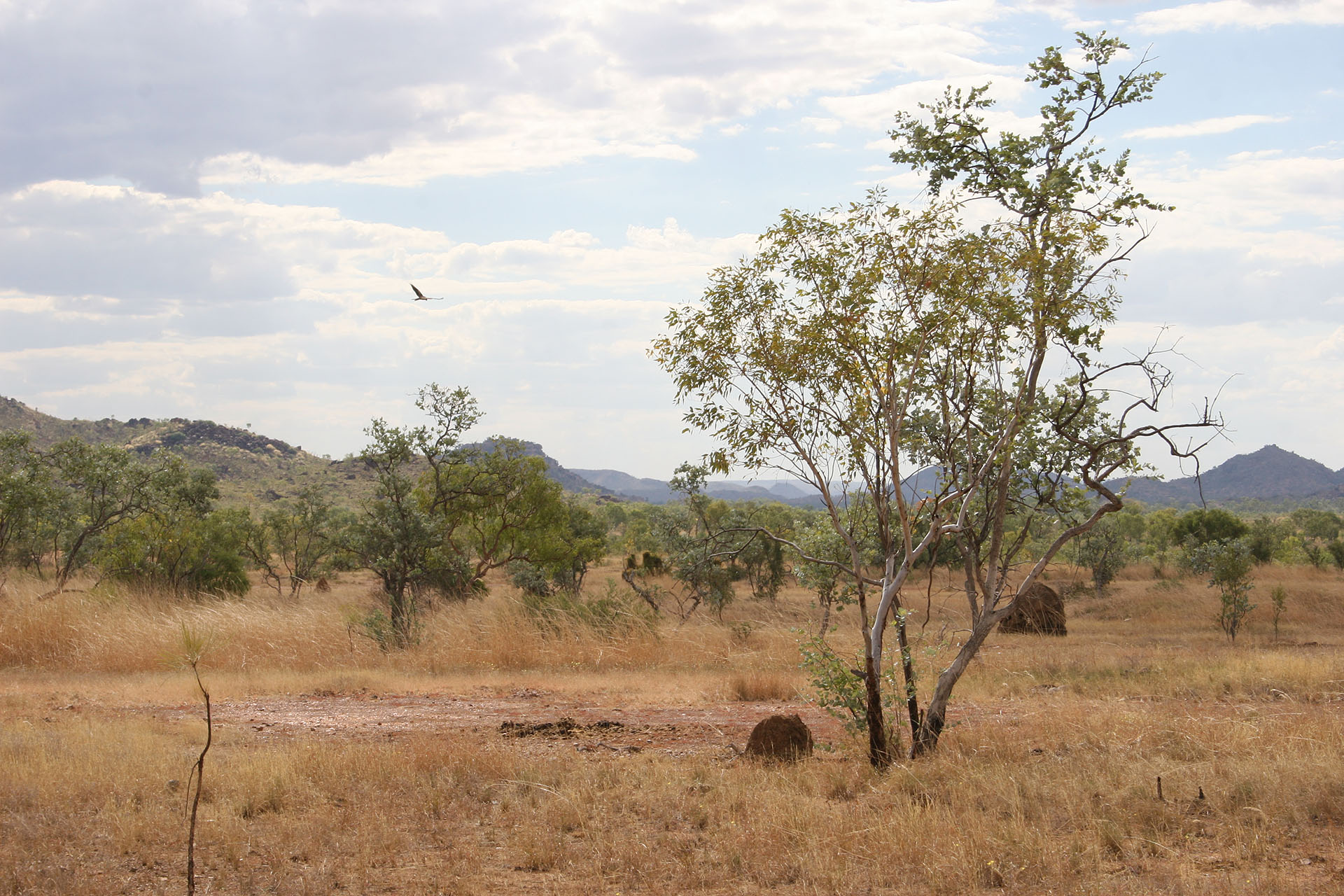 A falcon over the savannah.