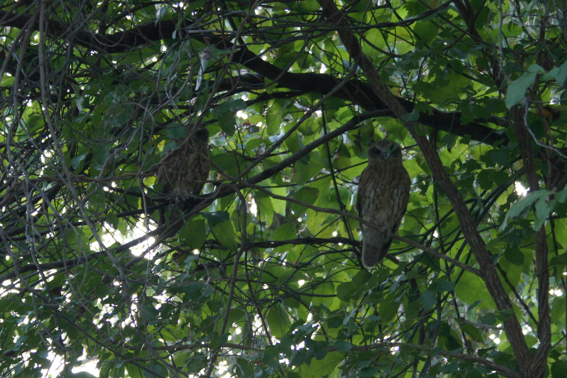 The local owls.
