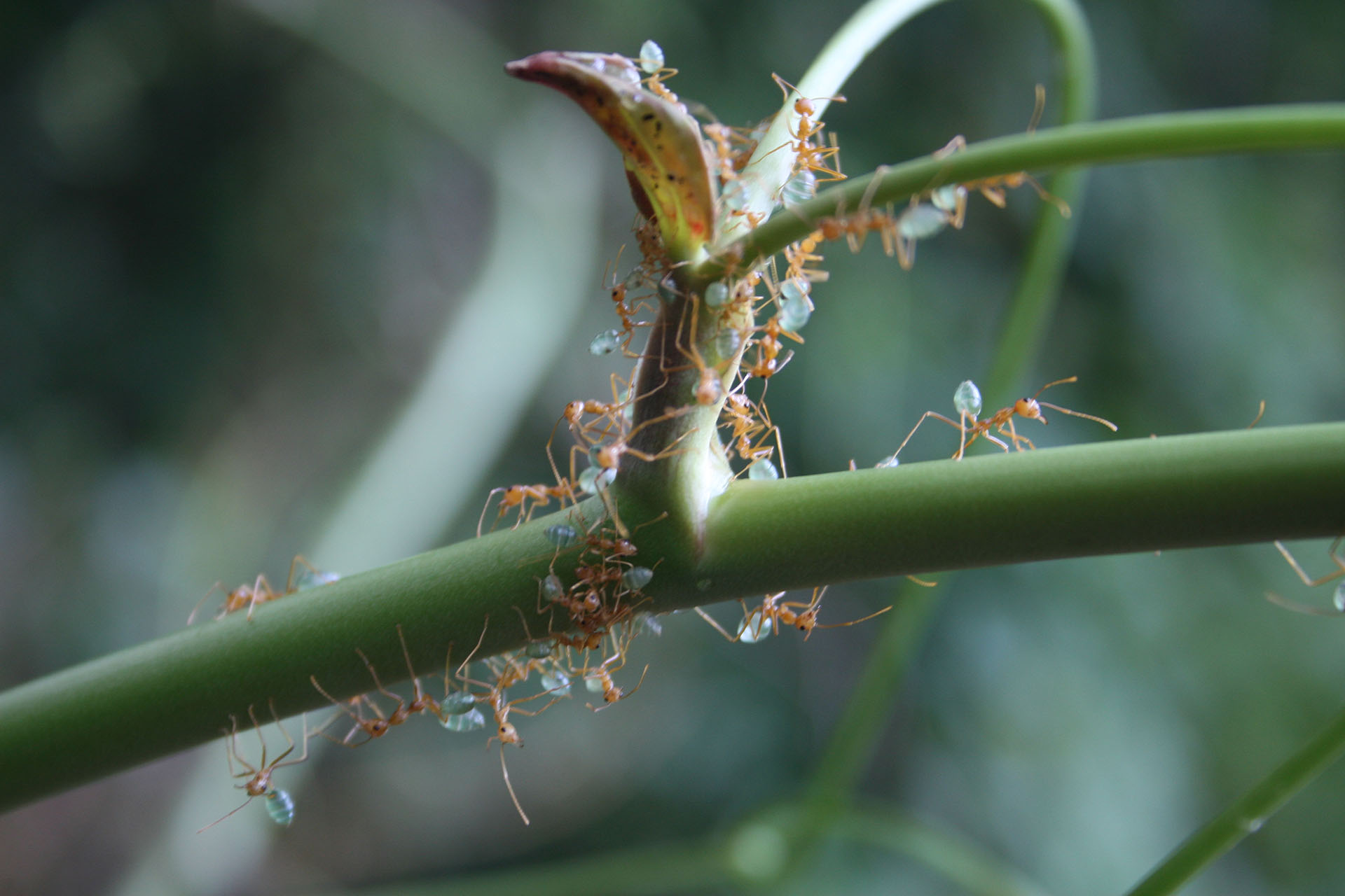 Green ants of Litchfield.