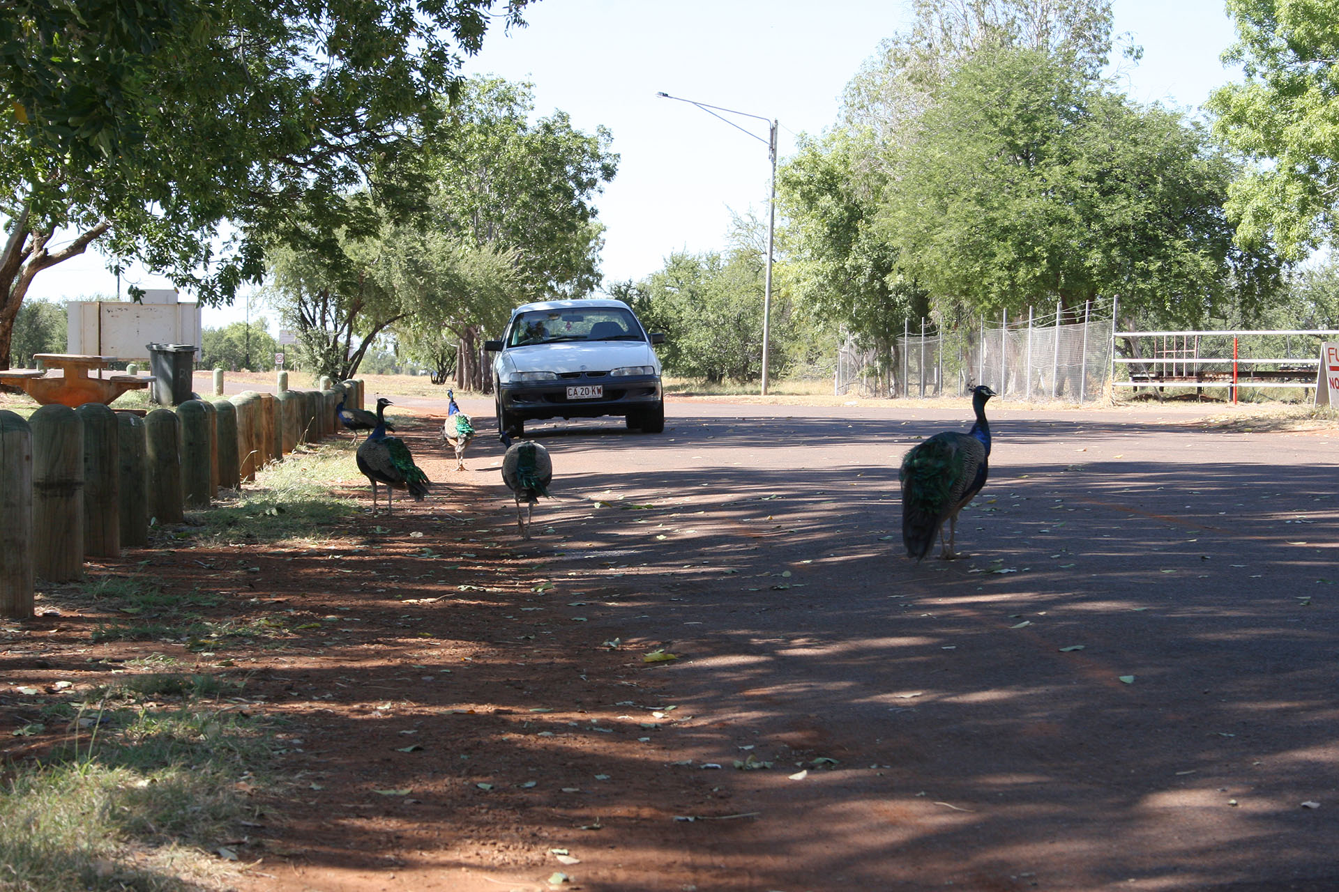 The Land of the Peacock.