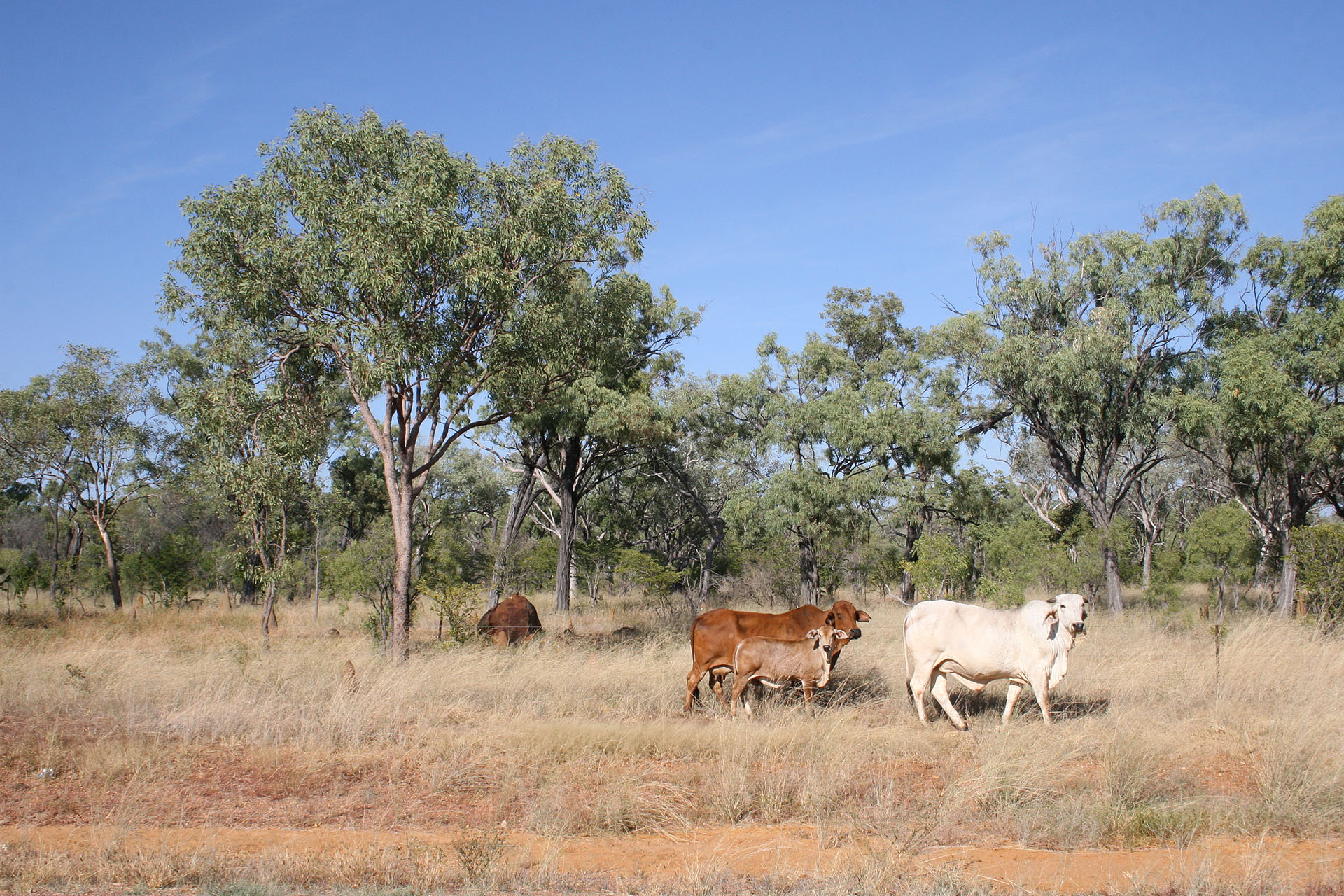 Vigilant cows and their youngsters.