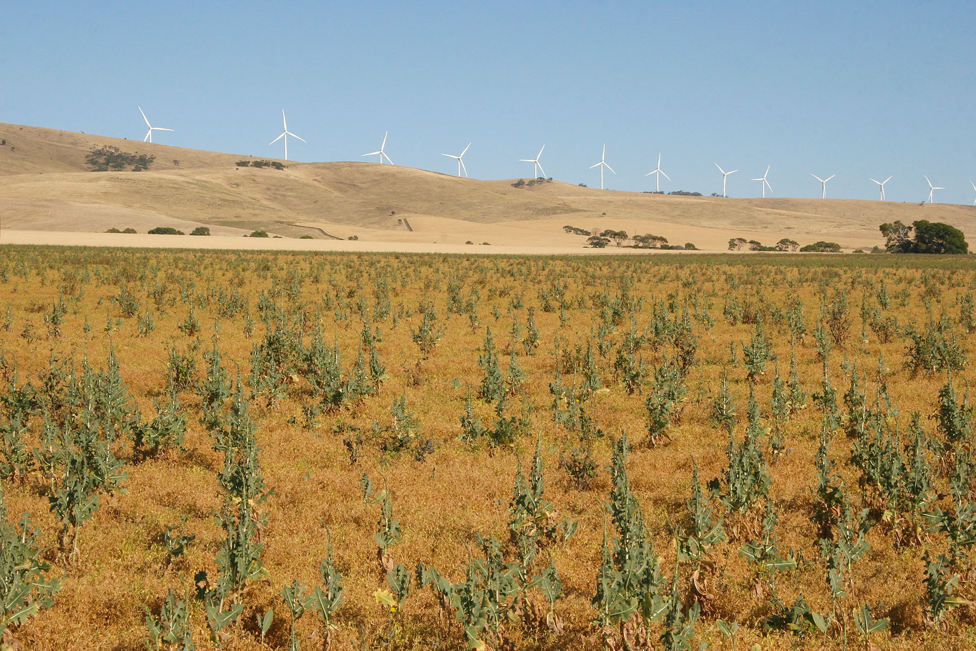 Wind farms and some weeds nearby.