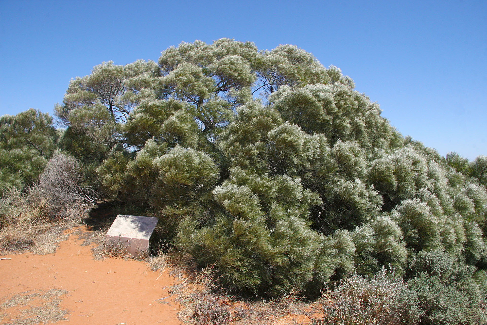 Cute trees and info plaques.