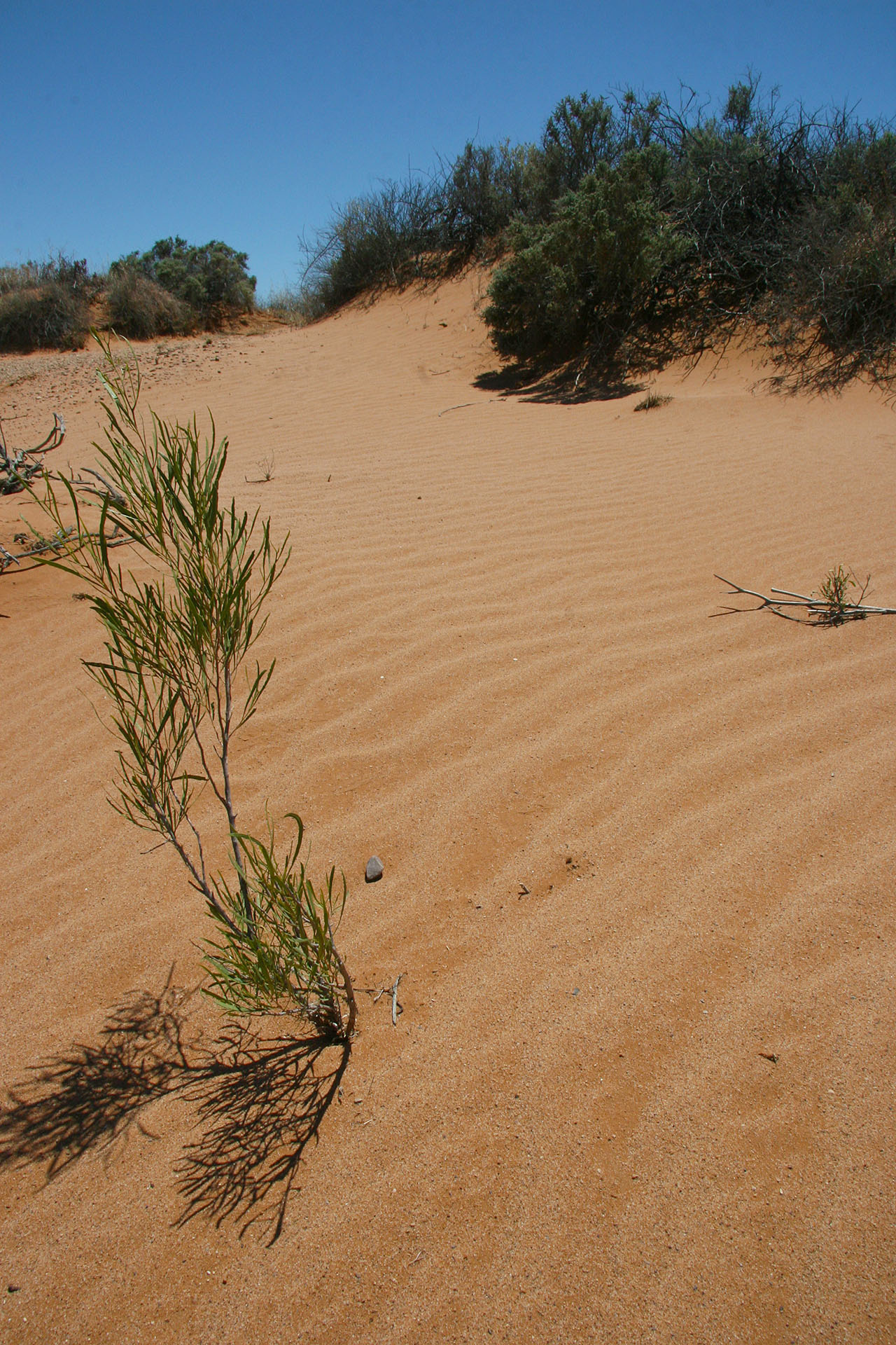 Looks very desert-y indeed.