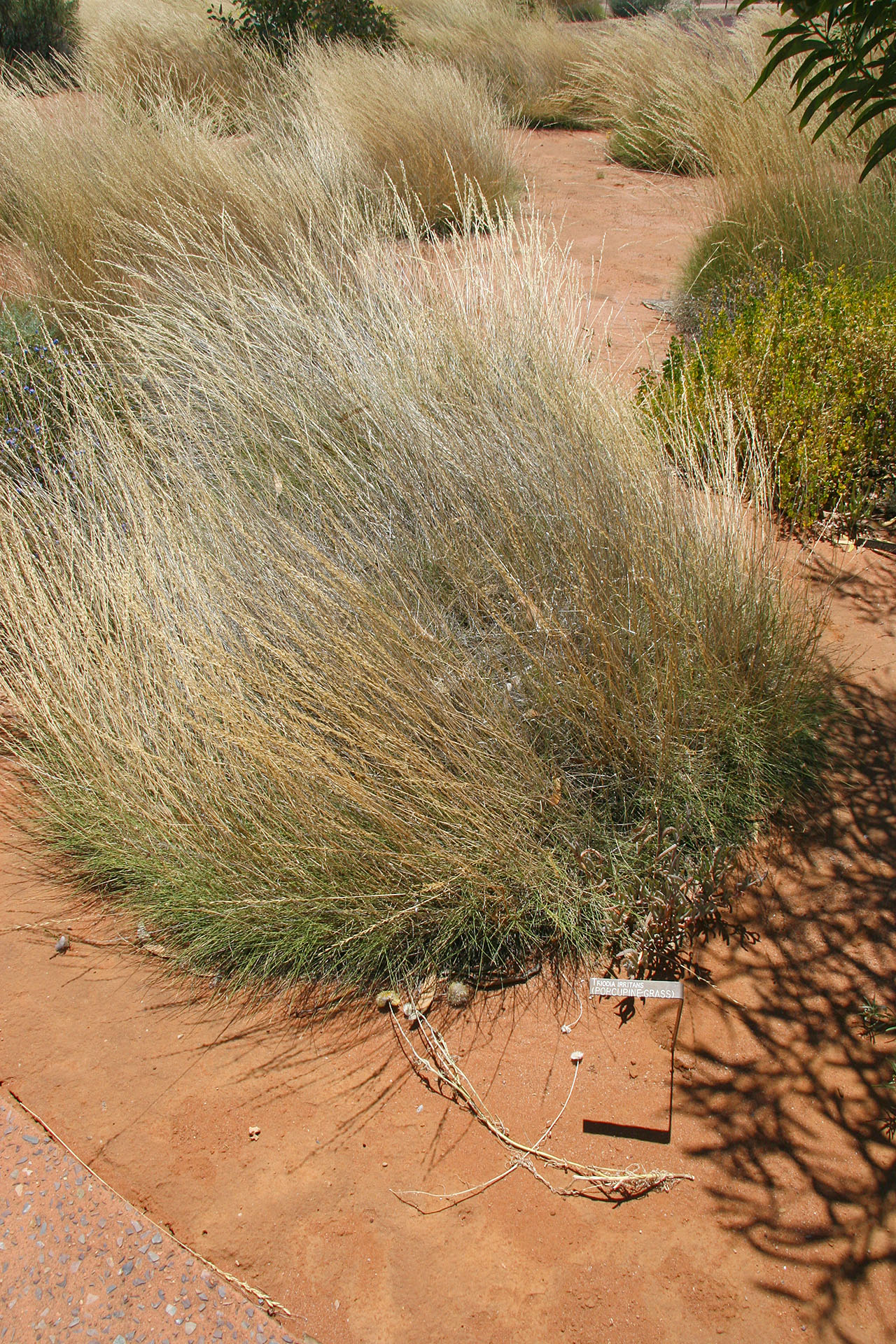 The porcupine grass.