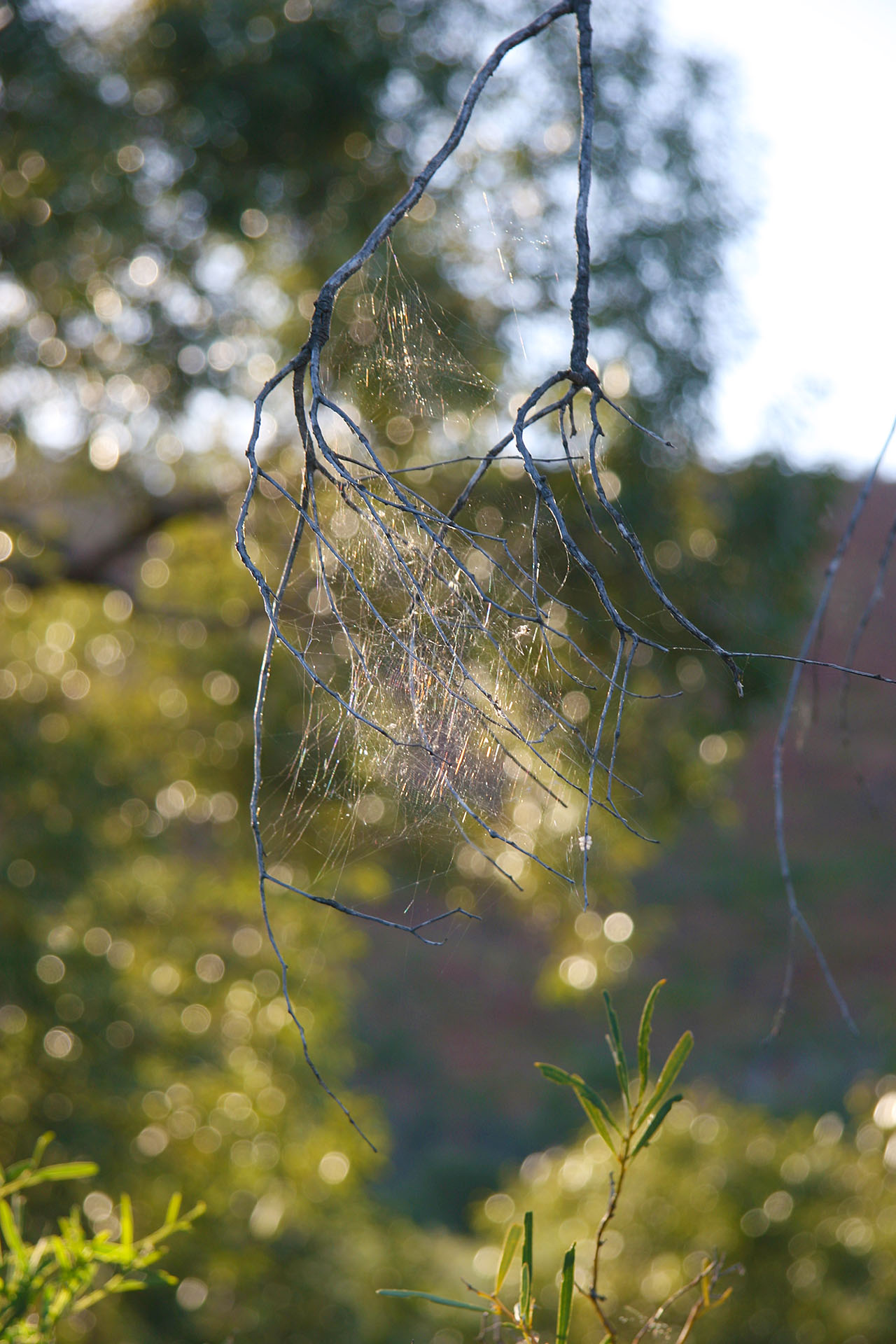 Where there are flies, there are spiders.