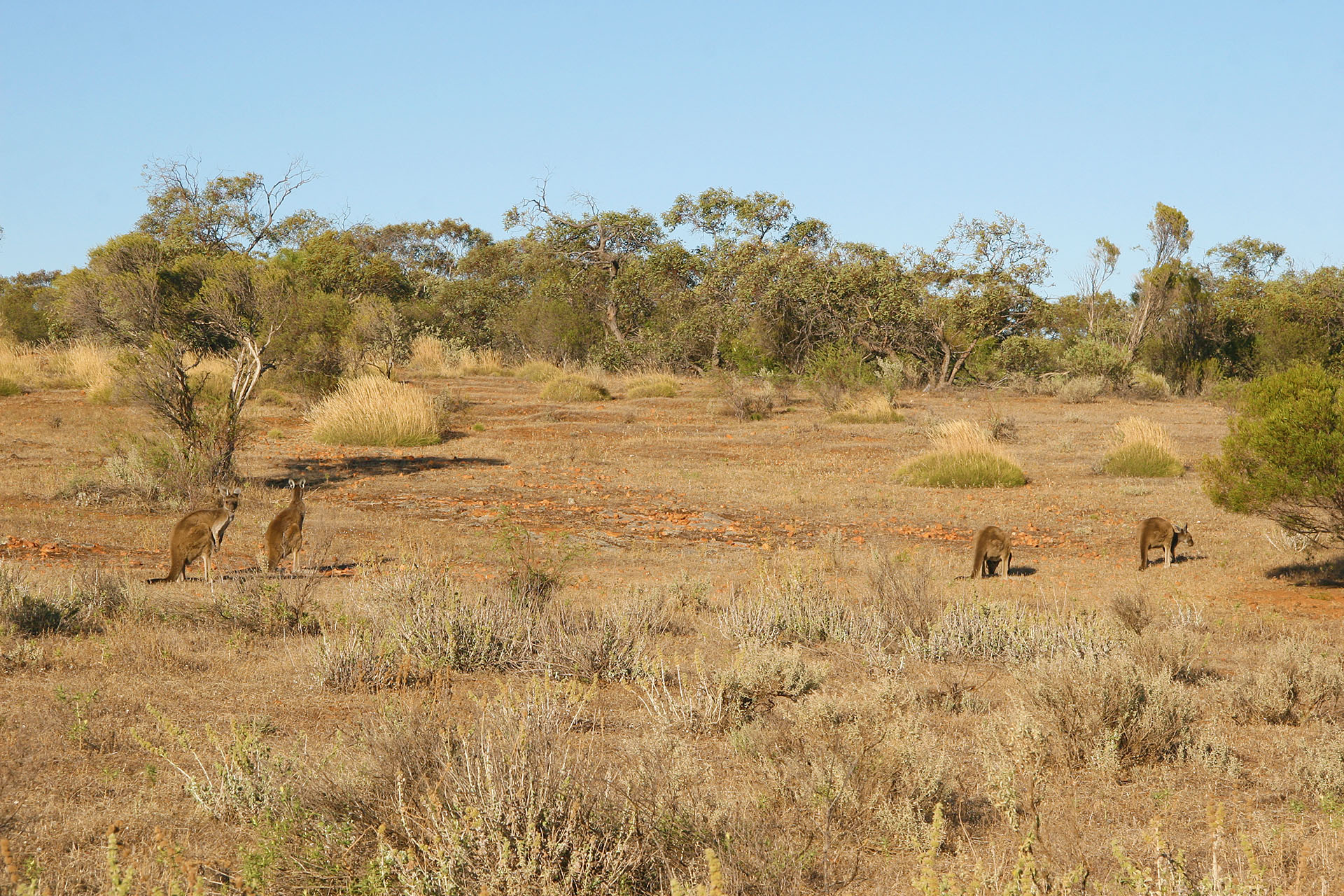 The locals.