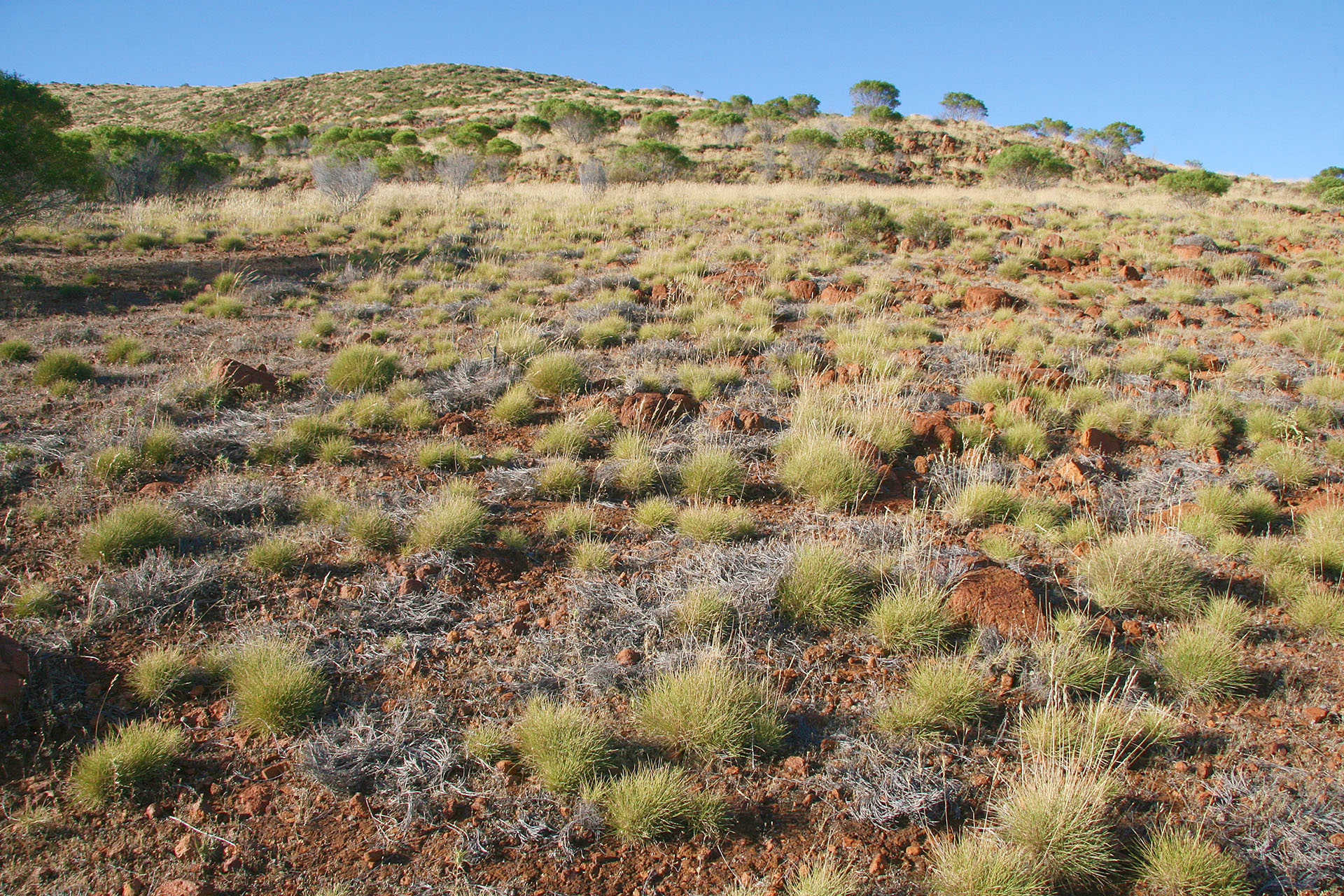 Scenic tussocks.