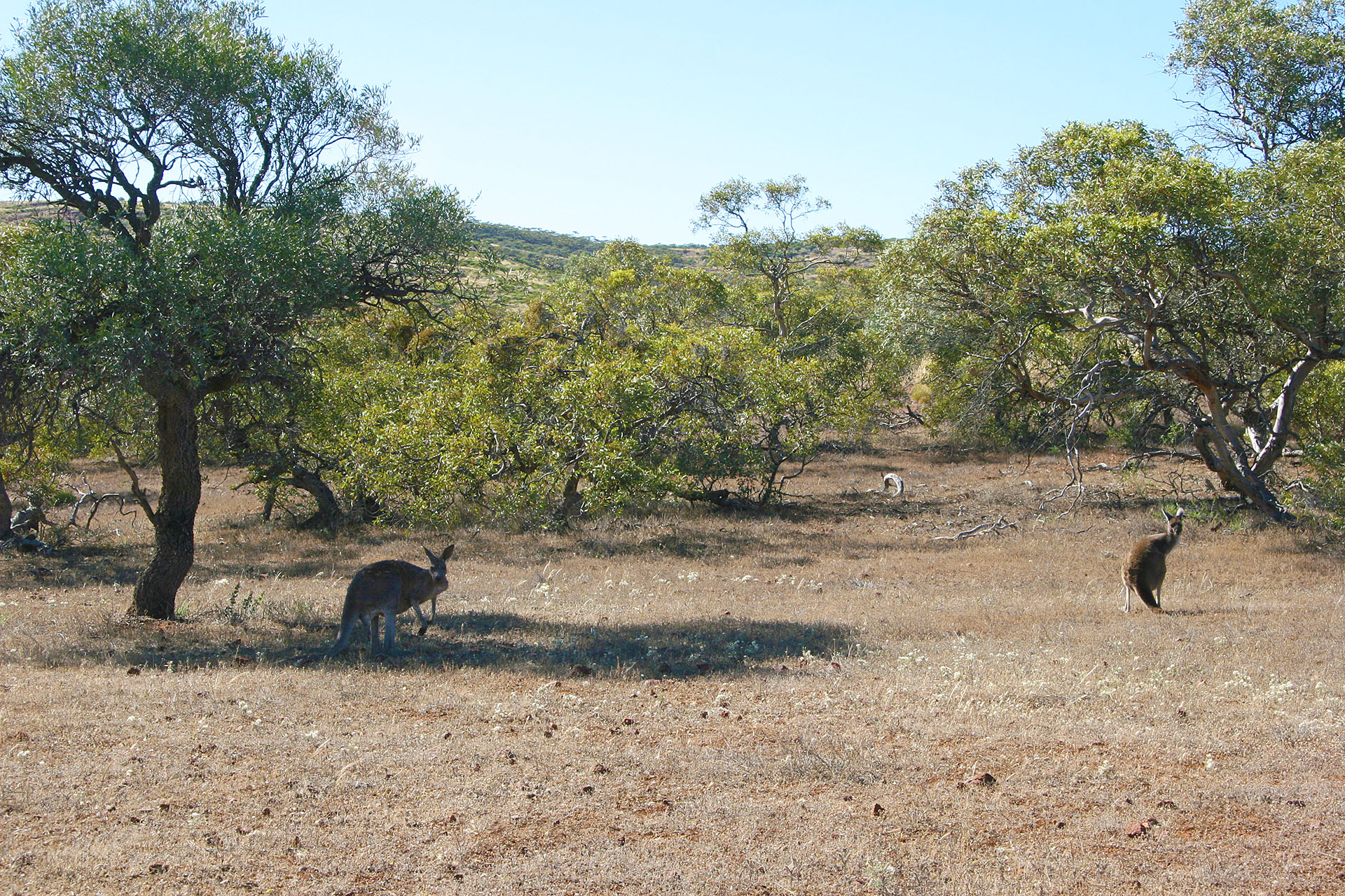 And there's still plenty of roos.