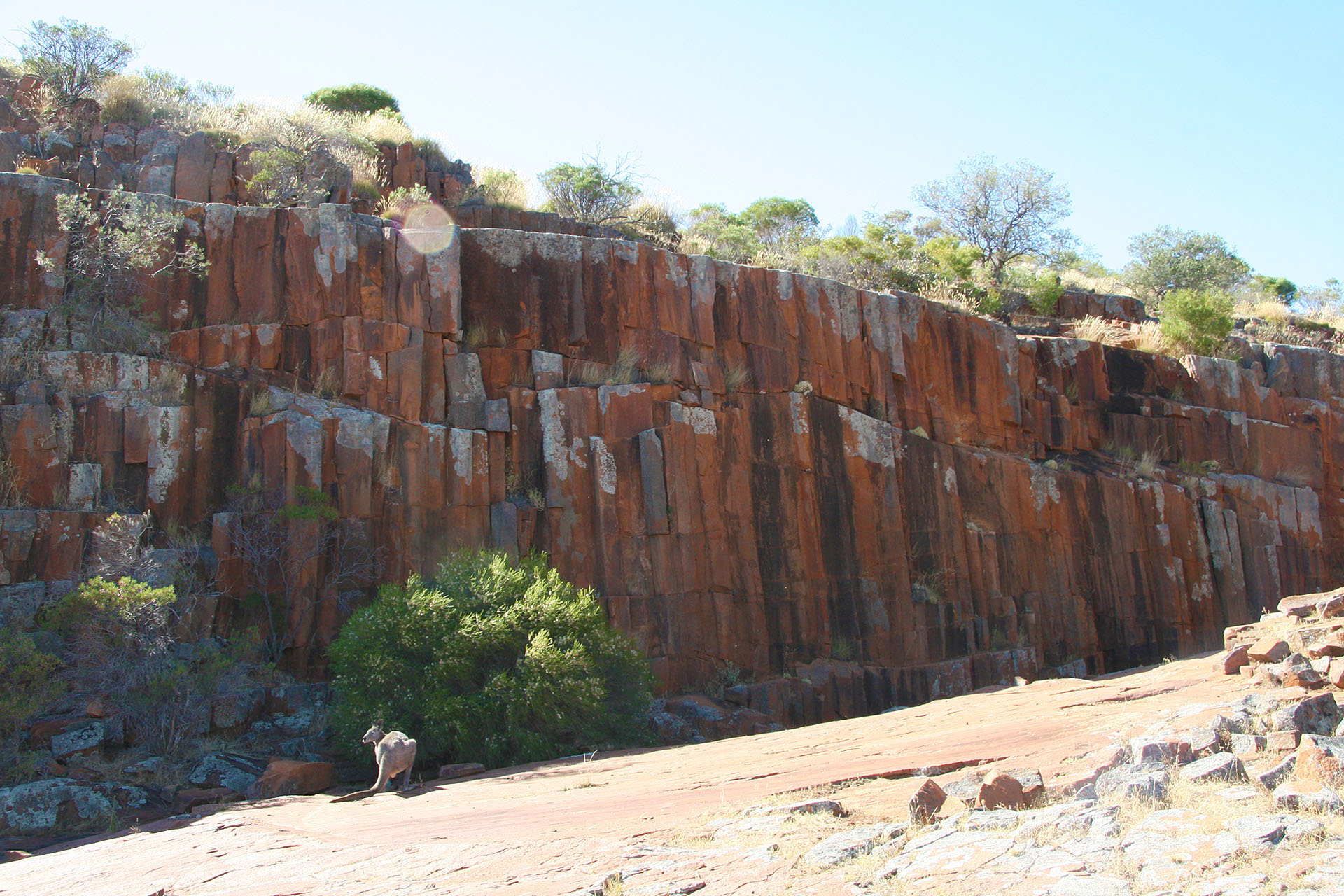 A local roo is on the lookout.