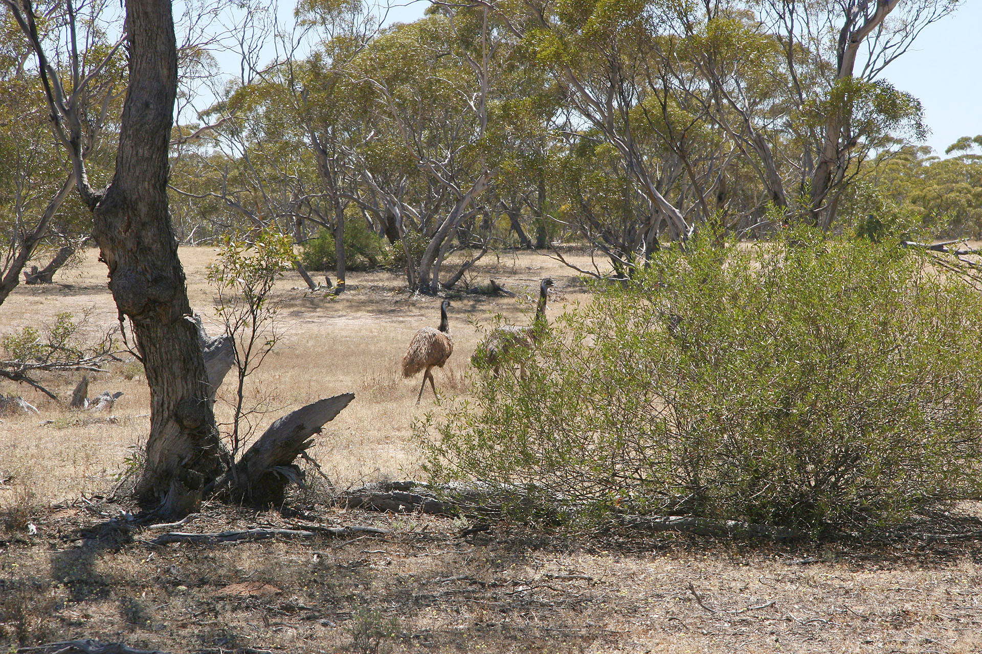 A couple of emus.