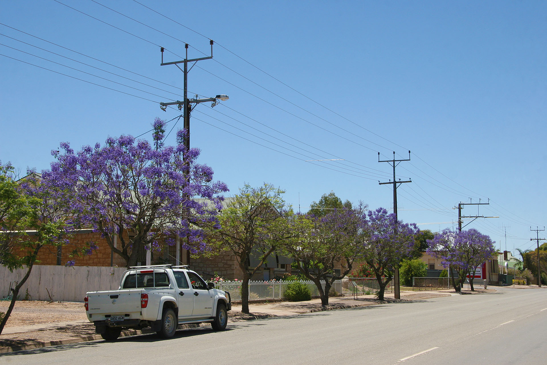 Jacaranda is in full bloom, due to November.