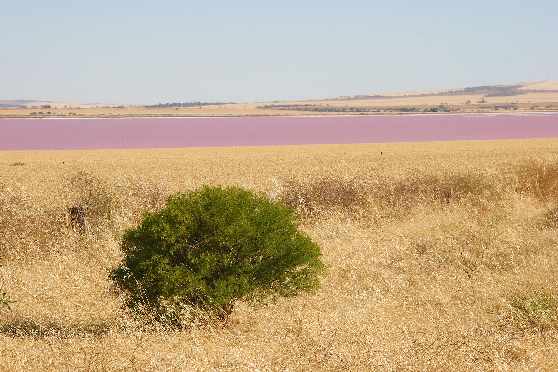 Pink lake again!