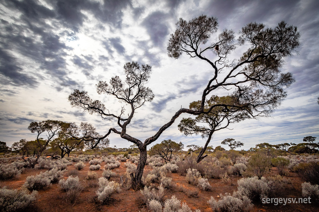 The trees of the outback.