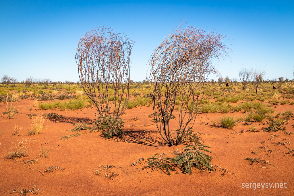 Tanami Desert.