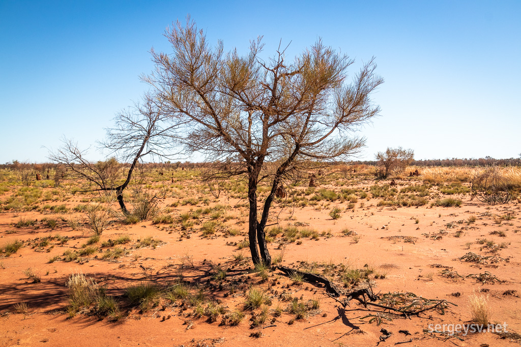 The trees of the desert.