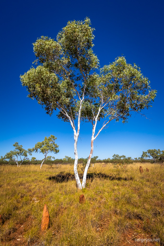 A ghost gum.