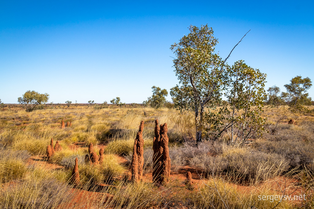 Termite mounds.