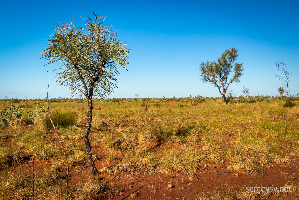 How are these little trees called, I wonder?