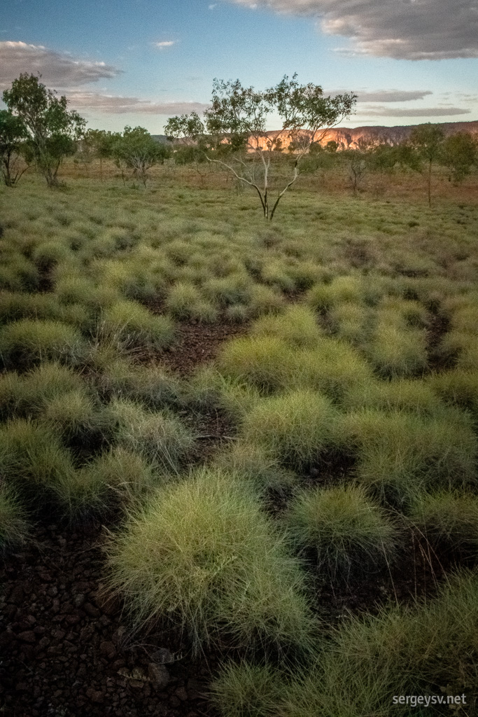 Spinifex all around!