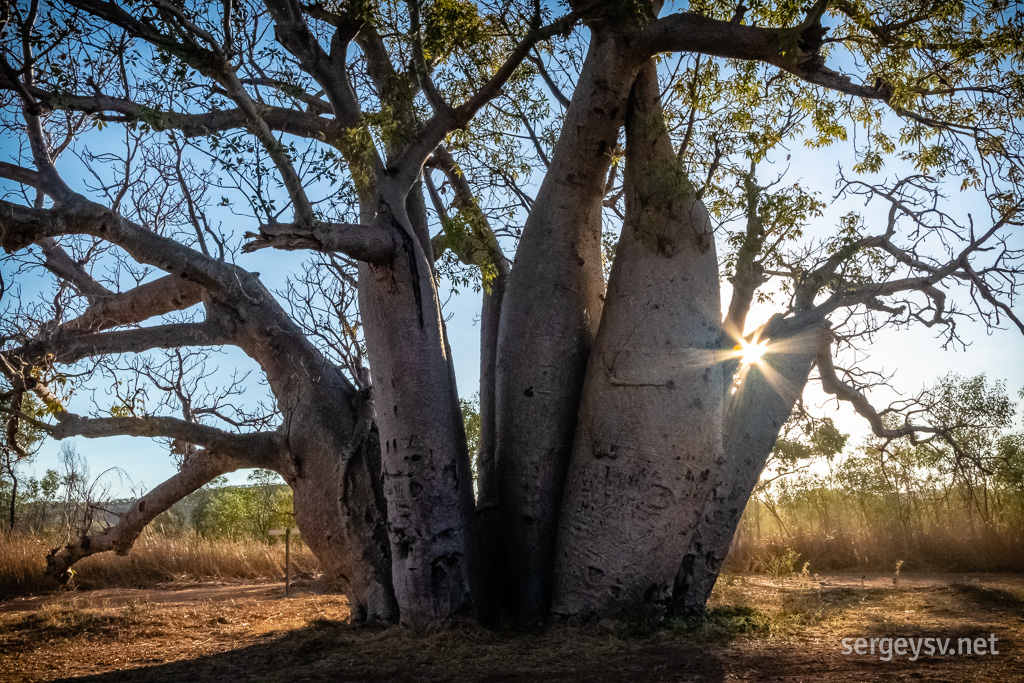 Durack's Tree.