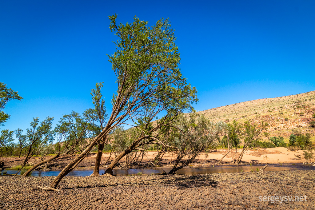 But look at how it bends these trees when it's full of water!