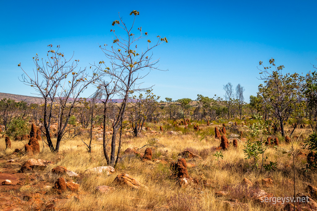 And of the termite mounds, of course.